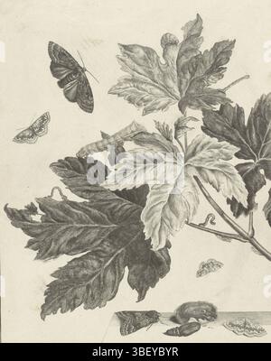 Amsterdam, Sluyter, Johannes, Ammiraglio, Jacob l'(II), caterpillari e bozzoli sulle foglie, Amsterdam, verso - timbrati, caterpilastri e bozzoli sulle foglie. Nel cielo tre farfalle. Sul tavolo farfalle e bozzoli. In basso a destra numerato: XI., stampa, illustrazione del libro, stampe, altezza 266 mm, larghezza 202 mm, Noord-Nederlands, 1700-02-12 - 1770-09-12, stampatore, 1710 - 1770, carta, incisione, pubblicazione (evento), pubblicazione, editore, 1774 - 1774 Foto Stock