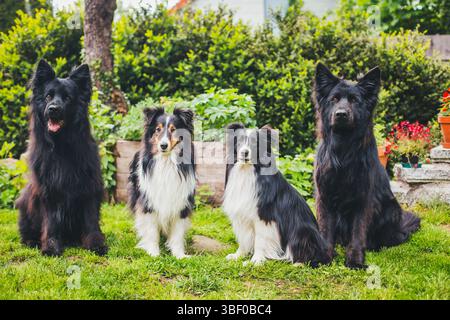 4 cani (2 cani da pastore tedesco e 2 cani da pastore delle Shetland) Foto Stock
