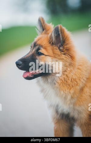 Cucciolo di cane da pastore islandese Foto Stock