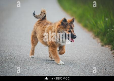 Cucciolo di cane da pastore islandese Foto Stock