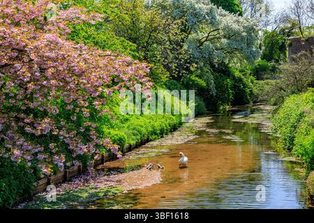 Un cigno muto e cignetti che riposano nel fossato di Bishop's Palalce sotto una colorata esposizione di fiori primaverili, Wells, Somerset, Inghilterra, Regno Unito Foto Stock