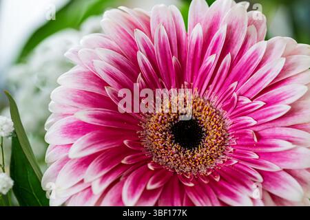 Un primo piano cattura la bellezza di una margherita Gerbera rosa e bianca. I dettagli intricati dei petali e del centro sono evidenziati, a testimonianza della sua natura Foto Stock