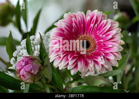 Primo piano di una disposizione floreale che mostra una grande margherita gerbera bicolore con un centro scuro, accanto a un bocciolo di peonia strettamente chiuso e rametti di ti Foto Stock