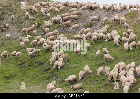 Un grande gregge di pecore pascolano sulle verdi colline della Toscana, Italia. Il paesaggio è sereno, con colline ondulate e un'agricoltura pacifica Foto Stock