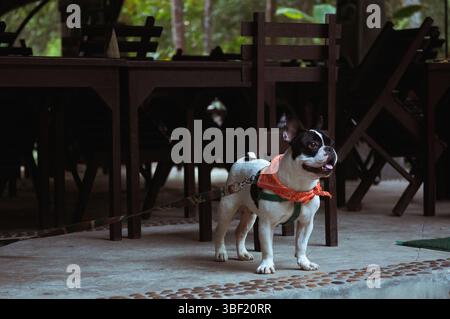 Bulldog francese al guinzaglio con bandana arancione al caffè Foto Stock