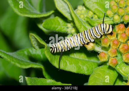 Monarca, Danaus plexippus, larva su erba del latte arancione, Asclepias tuberosa Foto Stock