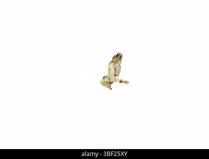 Hawk Juvenile dalla coda rossa in volo Foto Stock