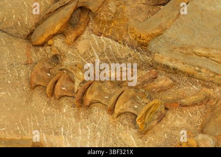 Quarry Exhibit Hall ossa di dinosauro, Dinosaur National Monument, Utah Foto Stock