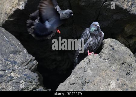 Rock colombe Foto Stock