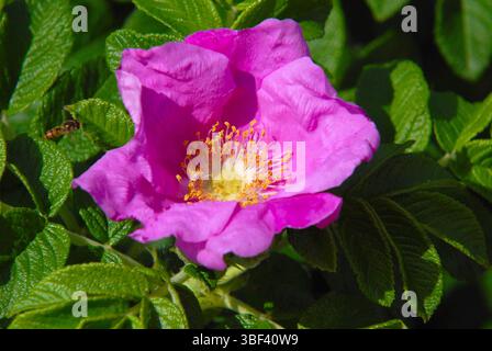 Vivace fiore rosa di una rosa di Rugosa (Rosa rugosa) con un insetto sulle sue stami gialle, circondato da foglie di verde scuro Foto Stock