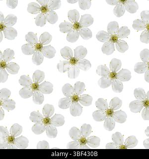 Motivo senza cuciture. Fiori bianchi di ciliegio su sfondo bianco Foto Stock