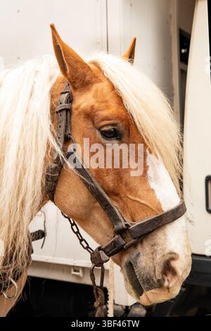Bel cavallo con occhi bellissimi e ciglia rosse da vicino Foto Stock