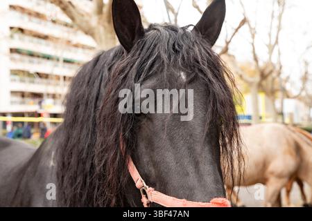 Ritratto di un cavallo nero con stella bianca sulla fronte Foto Stock