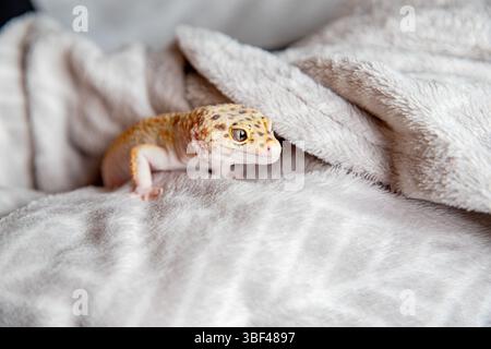 un bel primo piano di problemi su una coperta morbida Foto Stock