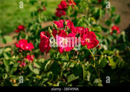 Fiori rossi di Rugosa rosa nel giardino soleggiato, giorno d'estate. Rose rosse su sfondo verde, sfondo rosa, motivo floreale estivo con rose, inutili Foto Stock