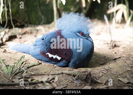 Piccione incoronato Gur Victoria. Un uccello blu con gli occhi rossi giace a terra Foto Stock