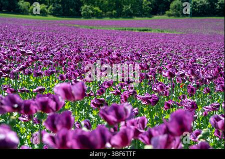 Fiori fioriti di semi di papavero viola (Papaver somniferum). Campo agricolo di papavero da oppio o di papavero da semi di pane. Foto Stock