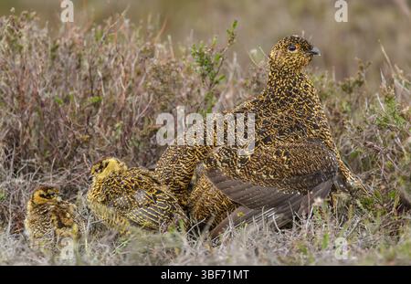 Red Grouse hen a Springtime con due piccoli pulcini che si guardano l'un l'altro sulla brughiera gestita, North Yorkshire Moors. Nome scientifico: Lagopus Foto Stock