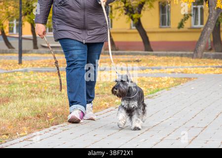 Donna che cammina con un cane schnauzer al guinzaglio attraverso il percorso autunnale del parco, indossa abiti informali, mostra cura degli animali domestici e attività all'aperto. Condiviso Foto Stock