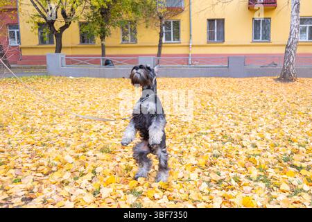 Cane schnauzer al guinzaglio in piedi sulle zampe posteriori nel parco autunnale, foto in stile naturale, foglie gialle a terra, gioioso momento di allenamento per animali domestici. Addestramento per cani Foto Stock