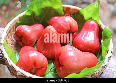 Un sacco di vivaci frutti di Guava d'acqua in pelle di cera rossa in un cestino Foto Stock