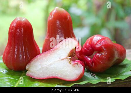 Primo piano di appetitosi frutti di mele rosa con la pelle di cera rossa Foto Stock