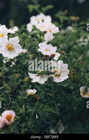 Una rosa da tè con gocce di pioggia dopo una doccia estiva. Una delicata rosa da tè ricoperta di gocce d'acqua fresche che brillano dopo una leggera pioggia estiva. Foto Stock
