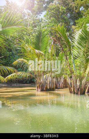 Fiume nella giungla sull'isola di Palawan, Filippine. Foto Stock