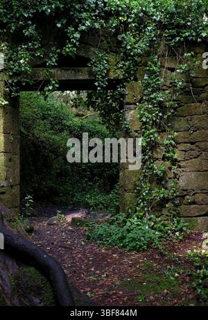 Porta di un edificio abbandonato in una foresta Foto Stock