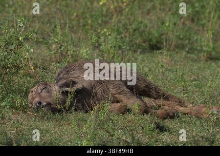 Giovane bufalo d'acqua che dorme sull'erba Bubalus arnee migona Yala National Park Sri Lanka. Foto Stock