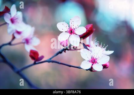 La fioritura dei ciliegi nel periodo primaverile Foto Stock