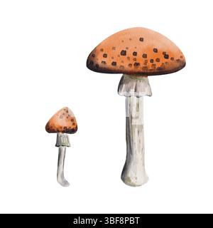 Set di mosche agarics. Fungo grande con tappo rosso e punti neri. Piccolo fungo flessibile con gamba grigia. Piante velenose e funghi. Medicina per Foto Stock