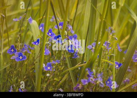 Piante da campo in un giorno di maggio soleggiato. Paesaggio in campagna. Foto Stock