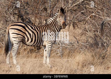 Zebra di Burchell (Equus quagga burchellii), adulto, in piedi in erba asciutta, guardando la macchina fotografica, ritratto di animali, luce del mattino, Kruger NP, Sudafrica, Foto Stock