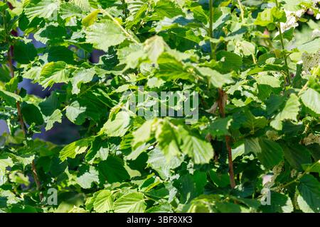 Foto ravvicinata di un arbusto con molte foglie verdi e piccoli fiori bianchi sotto la luce del sole. Foto Stock