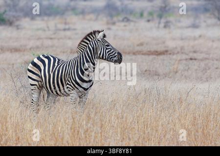 Zebra di Burchell (Equus quagga burchellii), animale adulto, in piedi in erba alta e asciutta, luce del mattino presto, Parco Nazionale di Kruger, Sudafrica, Africa Foto Stock