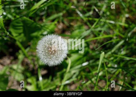 Primo piano della testa di un dente di leone circondato da erba verde e foglie. Foto Stock