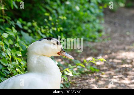 Un'anatra moscovita bianca con testa nera è posizionata di fronte a uno sfondo verde con un percorso sterrato visibile sullo sfondo sfocato. Foto Stock