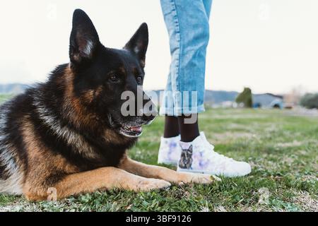 Pastore tedesco steso sull'erba accanto alle gambe di una persona in jeans e sneakers. Una scarpa presenta un design per cani, che mette in risalto il legame tra il cucciolo e il Foto Stock