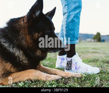 Pastore tedesco steso sull'erba accanto alle gambe di una persona in jeans e sneakers. Una scarpa presenta un design per cani, che mette in risalto il legame tra il cucciolo e il Foto Stock