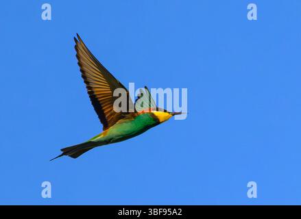 30 maggio 2025, Brandeburgo, Seelow: Un apicoltore (Merops apiaster). Gli uccelli colorati sono tornati nei loro terreni di riproduzione dai loro terreni svernanti in Africa. Gli uccelli indigeni sono inconfondibili grazie al loro piumaggio colorato. Amano il calore e sono quindi considerati beneficiare del cambiamento climatico. Foto: Patrick Pleul/dpa Foto Stock