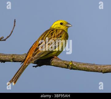 30 maggio 2025, Brandeburgo, Seelow: Un giallastro (Emberiza citrinella). Foto: Patrick Pleul/dpa Foto Stock