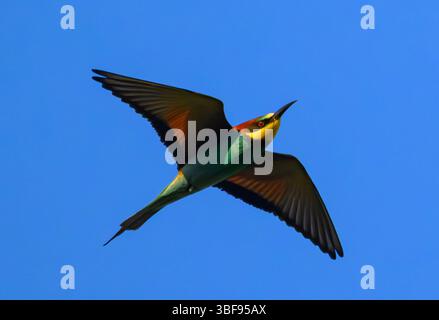 30 maggio 2025, Brandeburgo, Seelow: Un apicoltore (Merops apiaster). Gli uccelli colorati sono tornati nei loro terreni di riproduzione dai loro terreni svernanti in Africa. Gli uccelli indigeni sono inconfondibili grazie al loro piumaggio colorato. Amano il calore e sono quindi considerati beneficiare del cambiamento climatico. Foto: Patrick Pleul/dpa Foto Stock