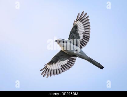 30 maggio 2025, Brandeburgo, Seelow: Un grande shrike grigio (Lanius excubitor). Foto: Patrick Pleul/dpa Foto Stock