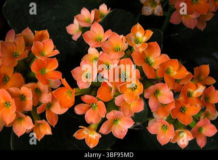 La bellezza della fioritura di Kalanchoe: Ammassi di fiori d'arancia che illuminano qualsiasi casa Foto Stock