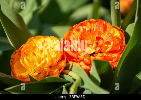 Primo piano di un Gudoshnik doppio tulipano rosso, giallo e arancione in piena fioritura. Gudoshnik tulipani doppi nel giardino primaverile. Un'idea per le cartoline, greetin Foto Stock