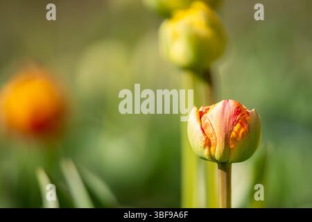 Primo piano di un doppio tubulo Gudoshnik rosso, giallo e arancione. Gudoshnik tulipani doppi nel giardino primaverile. Idea per cartoline, saluti, invito Foto Stock