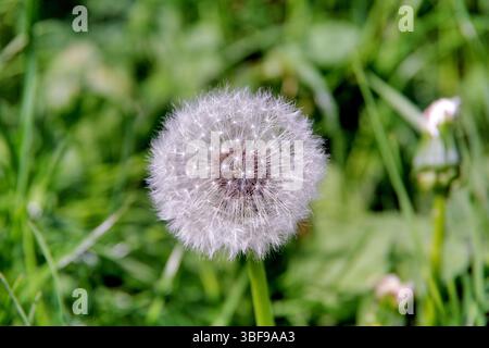 Taraxacum è un grande genere di piante da fiore nella testa di semina di un dente di leone comune. Famiglia delle Asteraceae, comunemente nota come dandelions. Originario dell'Eurasia, il speciesÑT più diffuso. Officinale e T. erythrospermumÑwere introdotti in Nord America. I leoni di leone prosperano nelle regioni temperate e si trovano in habitat diversi. Completamente commestibili, hanno una lunga storia di utilizzo. Il nome dandelion deriva dal francese "dente di leone", che significa "dente di leone", riferendosi alle loro foglie frastagliate. Credito: JHelebrant Foto Stock