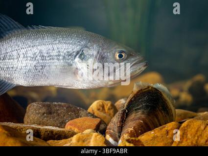 Cozze tascabili con branzino a bocca larga Lampsilis ovata; Micropterus salmoides R.Hagerty, USFWS/ U.S. Fish and Wildlife Service Foto Stock