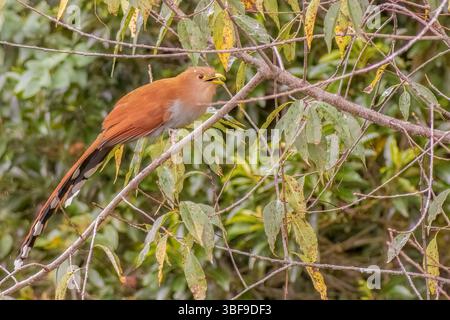 Un esotico uccello a cucù scoiattolo arroccato su un ramoscello di pesca, in una foresta nelle montagne andine orientali della Colombia centrale, vicino al rese naturale di Iguaque Foto Stock